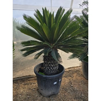Cycas revoluta ST 30/50 CT-5*/-8*